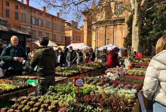 Modena in Fiore: il risveglio della primavera nel cuore della città